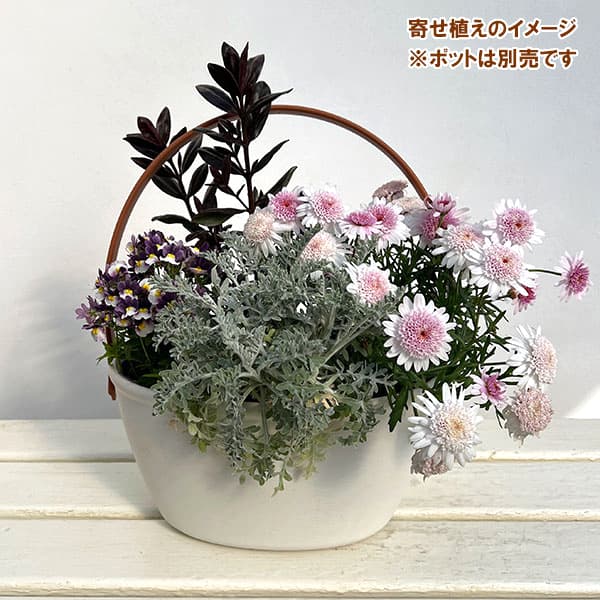 ミニ寄せ植え花苗セット(3月):マーガレット(桃花)・ ベロニカ・ネメシア・セントーレア