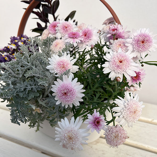 ミニ寄せ植え花苗セット(3月):マーガレット(桃花)・ ベロニカ・ネメシア・セントーレア