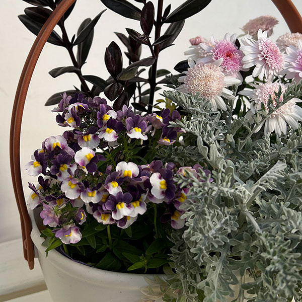 ミニ寄せ植え花苗セット(3月):マーガレット(桃花)・ ベロニカ・ネメシア・セントーレア