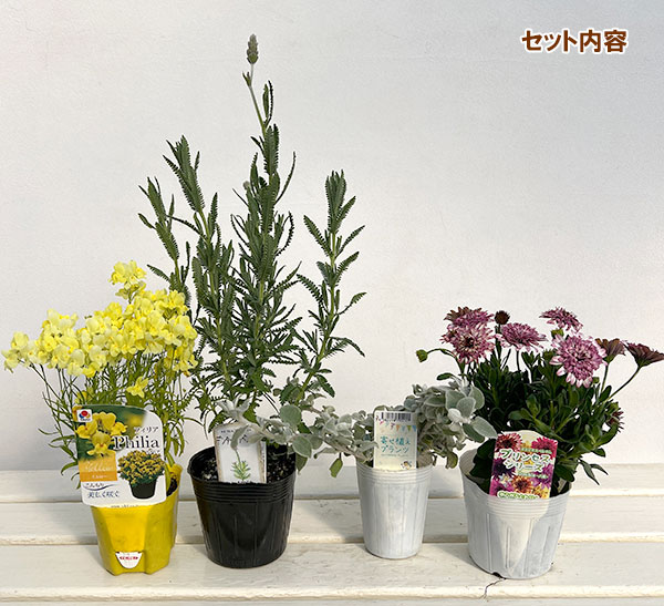 ミニ寄せ植え花苗セット（3月）：オステオスペルマム・リナリア・ラベンダー・ヘリクリサム