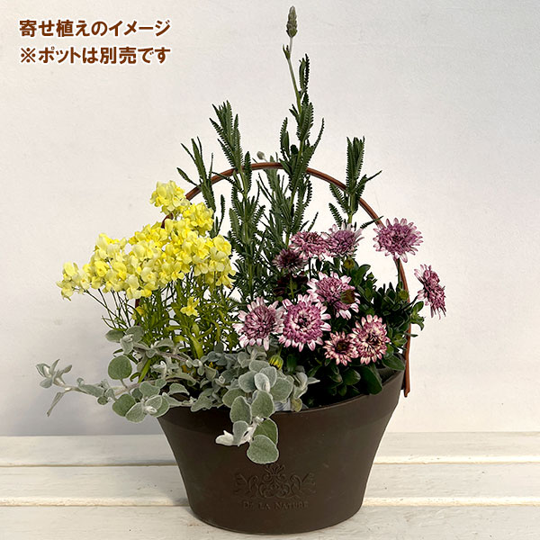 ミニ寄せ植え花苗セット（3月）：オステオスペルマム・リナリア・ラベンダー・ヘリクリサム