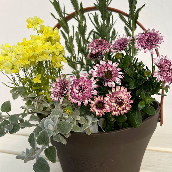 ミニ寄せ植え花苗セット（3月）：オステオスペルマム・リナリア・ラベンダー・ヘリクリサム