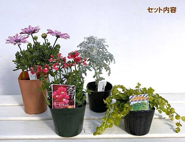 ミニ寄せ植え花苗セット(3月):オステオスペルマム・ネメシア・ダスティミラー・リシマキア