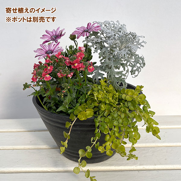 ミニ寄せ植え花苗セット(3月):オステオスペルマム・ネメシア・ダスティミラー・リシマキア