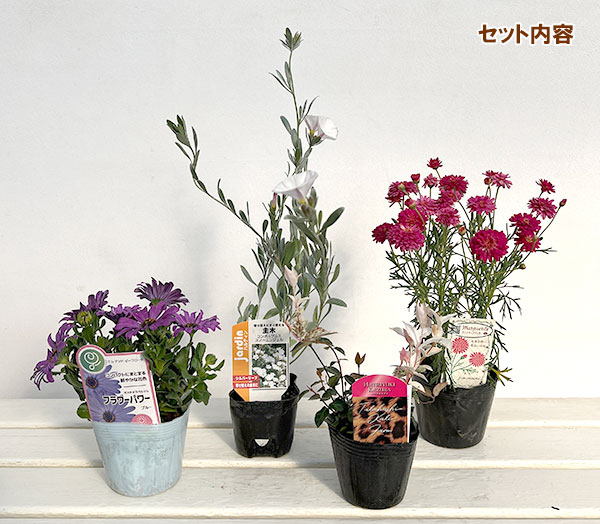 ミニ寄せ植え花苗セット（3月）：マーガレット・オステオスペルマム・ハツユキカズラ・コンボルブルス