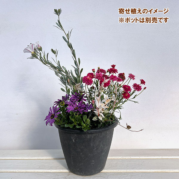 ミニ寄せ植え花苗セット（3月）：マーガレット・オステオスペルマム・ハツユキカズラ・コンボルブルス