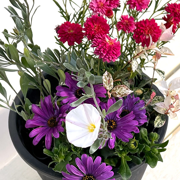 ミニ寄せ植え花苗セット（3月）：マーガレット・オステオスペルマム・ハツユキカズラ・コンボルブルス