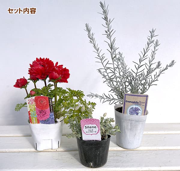 ミニ寄せ植え花苗セット(3月):アネモネ凛々花(リリカ)・エレモフィラ・シレネ