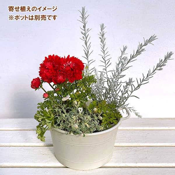 ミニ寄せ植え花苗セット(3月):アネモネ凛々花(リリカ)・エレモフィラ・シレネ