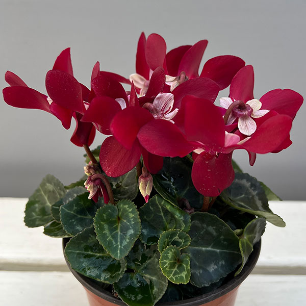 そのまま楽しめる春シクラメン:スーパージックスワインレッド3.5号ポット