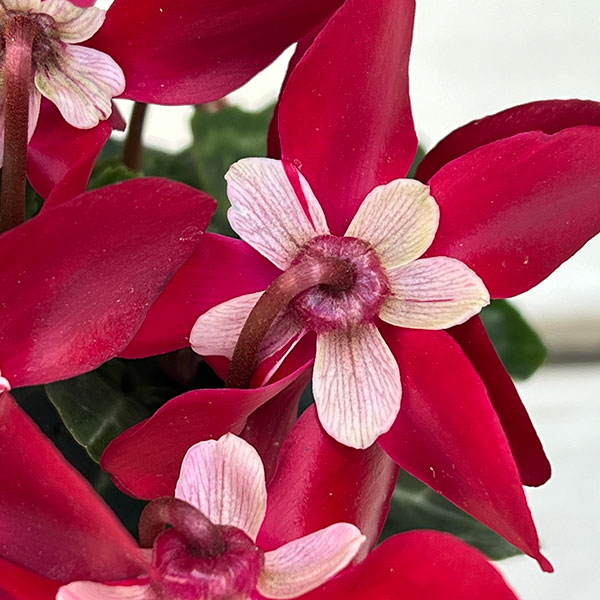 そのまま楽しめる春シクラメン:スーパージックスワインレッド3.5号ポット