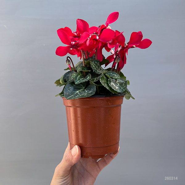 そのまま楽しめる春シクラメン:スーパージックスレッド3.5号ポット