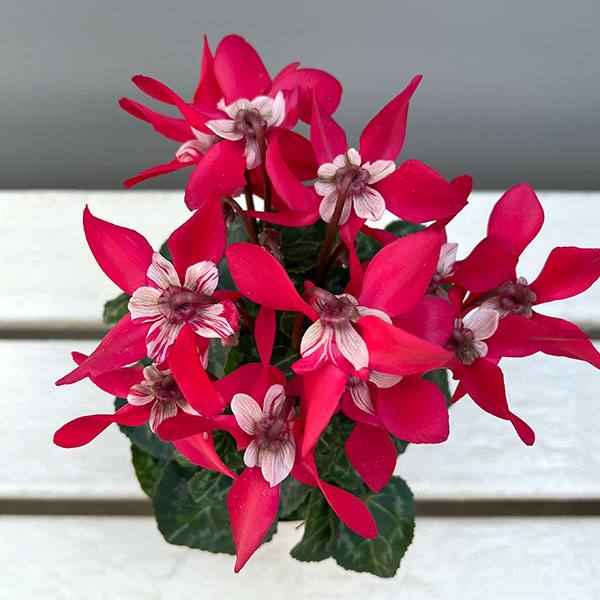 そのまま楽しめる春シクラメン:スーパージックスレッド3.5号ポット