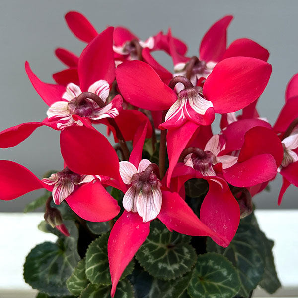 そのまま楽しめる春シクラメン:スーパージックスレッド3.5号ポット