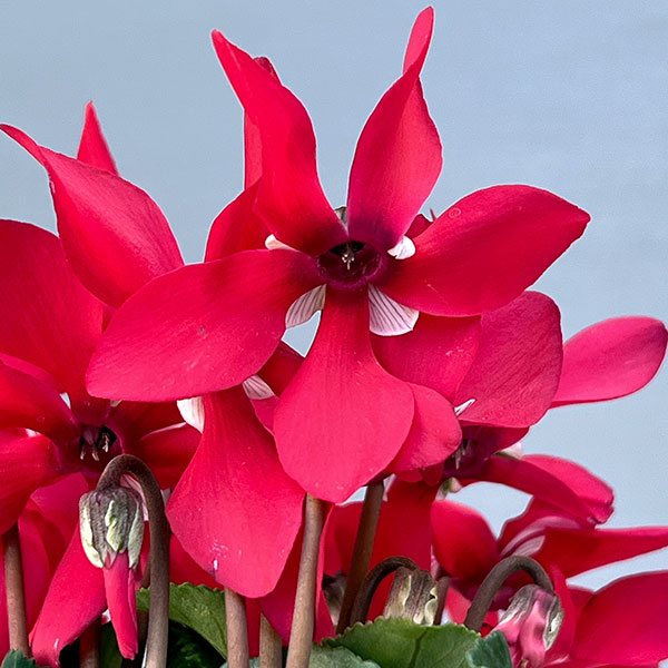 そのまま楽しめる春シクラメン:スーパージックスレッド3.5号ポット