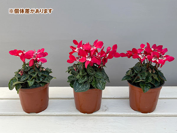 そのまま楽しめる春シクラメン:スーパージックスレッド3.5号ポット