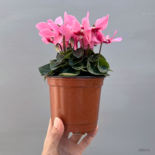 そのまま楽しめる春シクラメン:スーパージックスピンク3.5号ポット