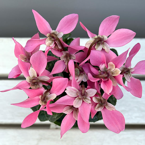 そのまま楽しめる春シクラメン:スーパージックスピンク3.5号ポット