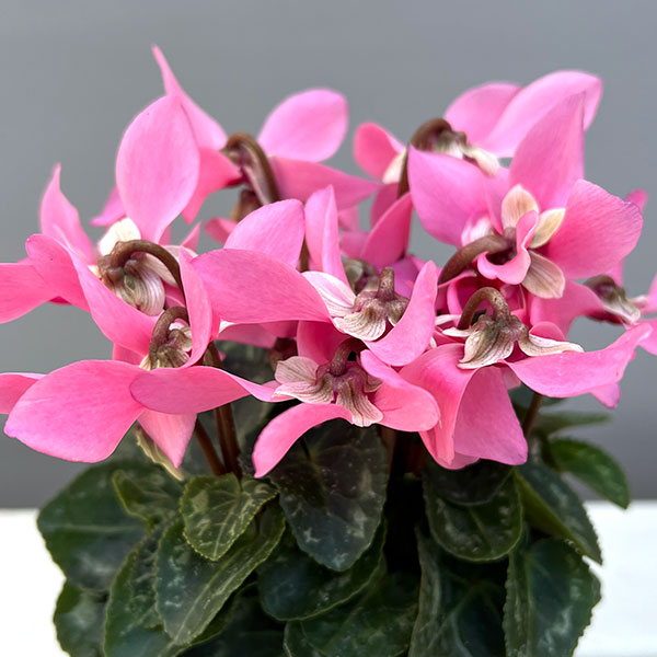 そのまま楽しめる春シクラメン:スーパージックスピンク3.5号ポット