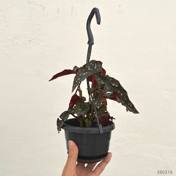 ベゴニア：ブラックフォレスト3.5号吊り鉢