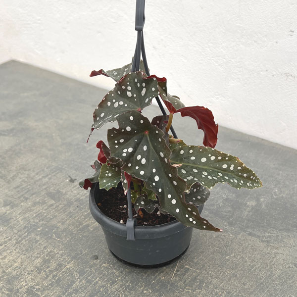 ベゴニア：ブラックフォレスト3.5号吊り鉢