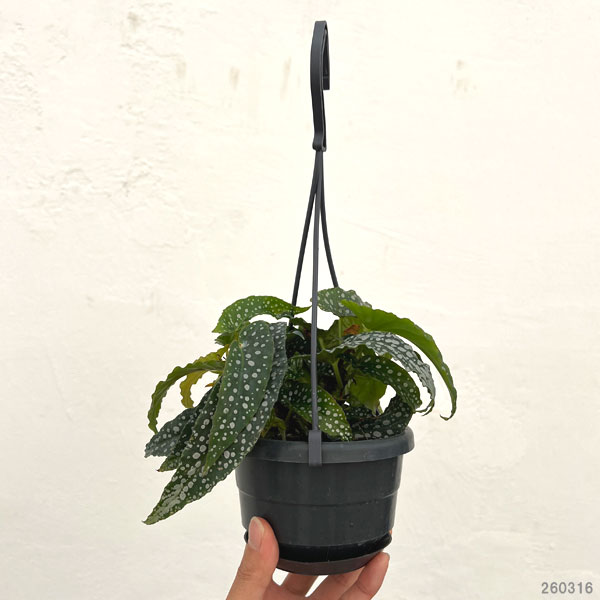 ベゴニア：ダブルドット3.5号吊り鉢