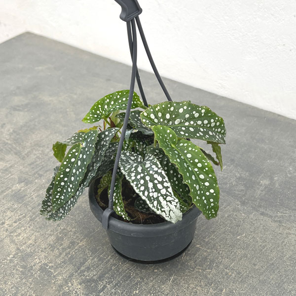ベゴニア：ダブルドット3.5号吊り鉢
