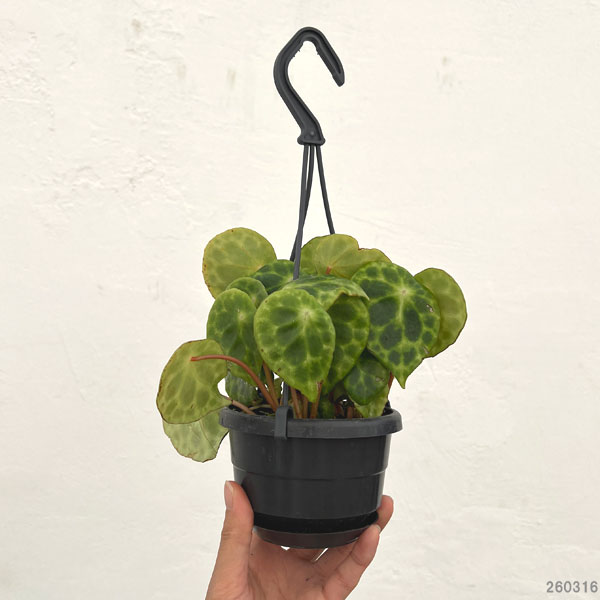 ベゴニア：キンギアナ3.5号吊り鉢