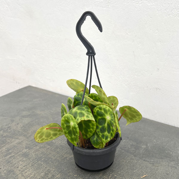 ベゴニア：キンギアナ3.5号吊り鉢