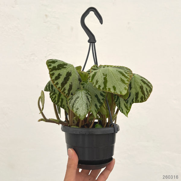 ベゴニア：レックス シルバージュエル3.5号吊り鉢