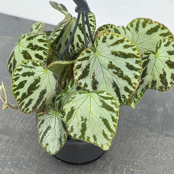 ベゴニア：レックス シルバージュエル3.5号吊り鉢