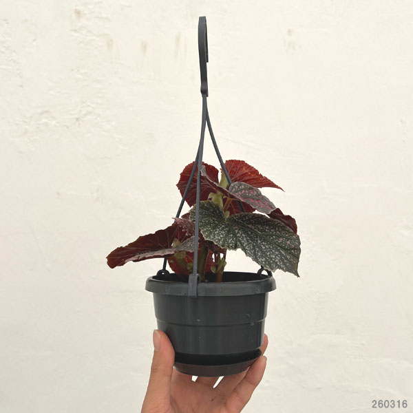 ベゴニア：モーリスアミー3.5号吊り鉢