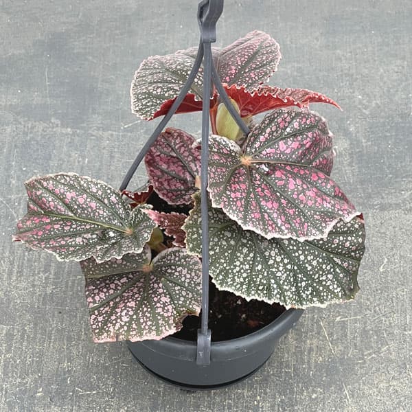 ベゴニア：モーリスアミー3.5号吊り鉢