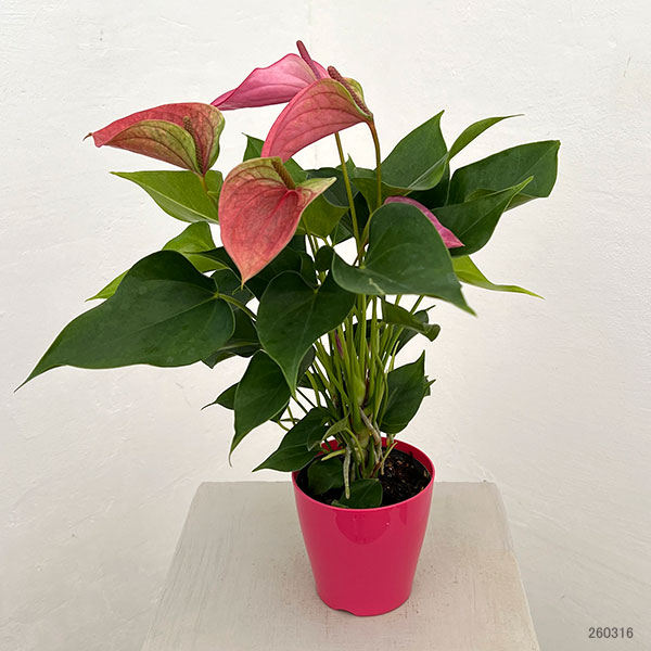 アンスリウム：桃の雫々（もものだだ）　3.5号鉢入り