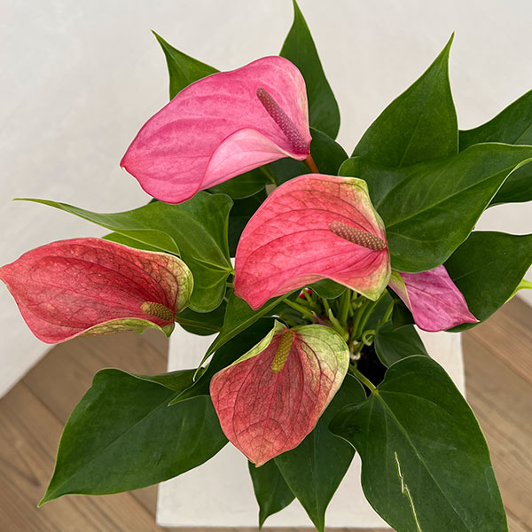 アンスリウム：桃の雫々（もものだだ）　3.5号鉢入り