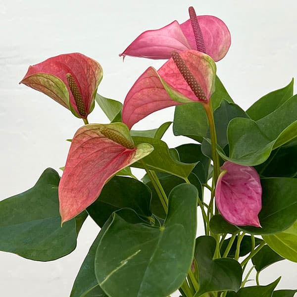 アンスリウム：桃の雫々（もものだだ）　3.5号鉢入り