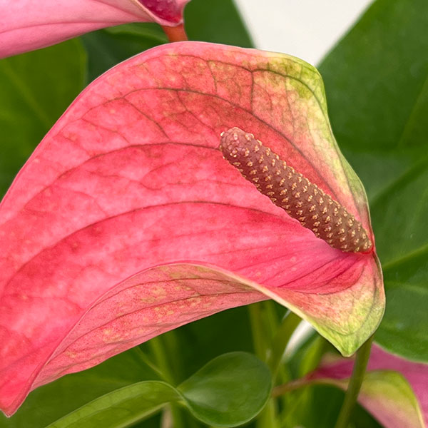 アンスリウム：桃の雫々（もものだだ）　3.5号鉢入り