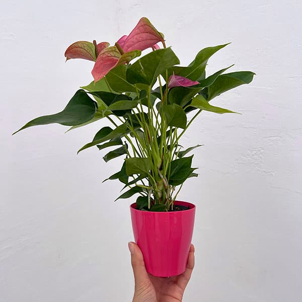 アンスリウム：桃の雫々（もものだだ）　3.5号鉢入り