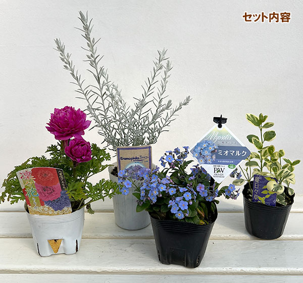ミニ寄せ植え花苗セット（3月）：アネモネ・ミオマルク・エレモフィラ・ビンカマジョール