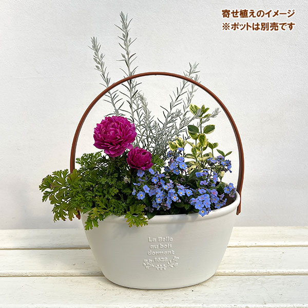 ミニ寄せ植え花苗セット（3月）：アネモネ・ミオマルク・エレモフィラ・ビンカマジョール