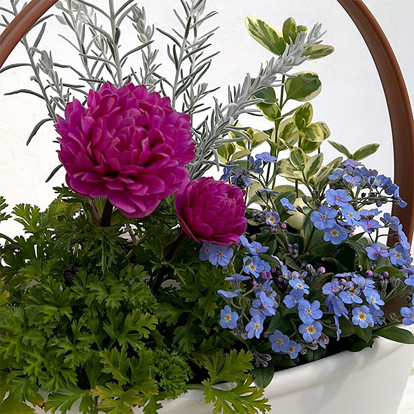 ミニ寄せ植え花苗セット（3月）：アネモネ・ミオマルク・エレモフィラ・ビンカマジョール