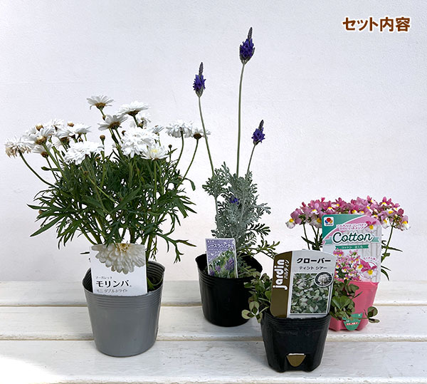 ミニ寄せ植え花苗セット(3月):マーガレット白花・ネメシア・クローバー・レースラベンダー