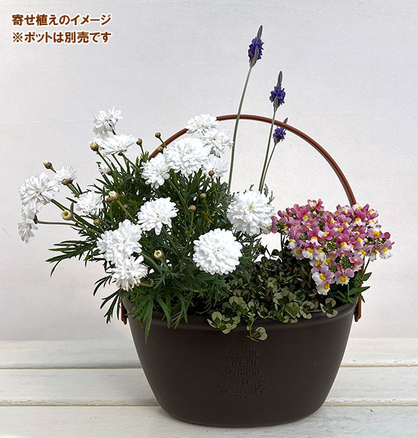 ミニ寄せ植え花苗セット(3月):マーガレット白花・ネメシア・クローバー・レースラベンダー