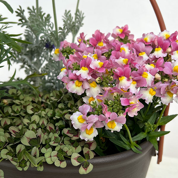 ミニ寄せ植え花苗セット(3月):マーガレット白花・ネメシア・クローバー・レースラベンダー