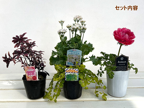 ミニ寄せ植え花苗セット（3月）：プリムラ マラコイデス・アネモネ・金魚草・リシマキア