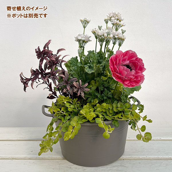 ミニ寄せ植え花苗セット（3月）：プリムラ マラコイデス・アネモネ・金魚草・リシマキア