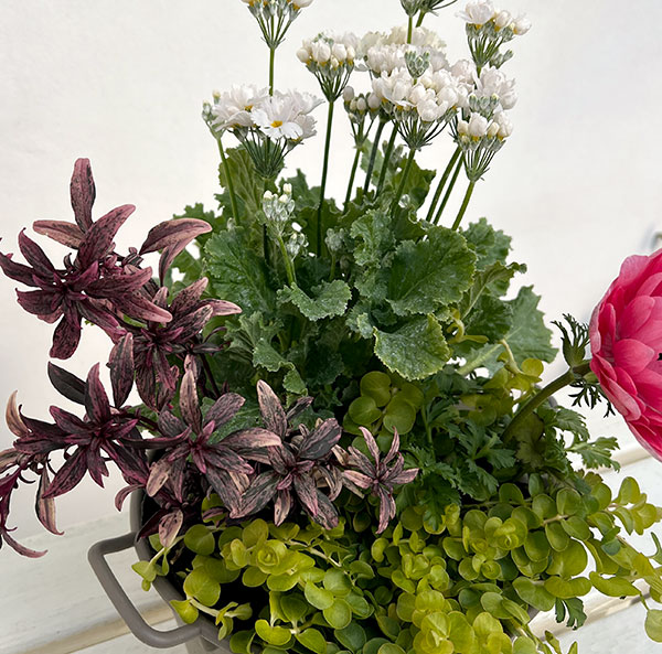 ミニ寄せ植え花苗セット（3月）：プリムラ マラコイデス・アネモネ・金魚草・リシマキア