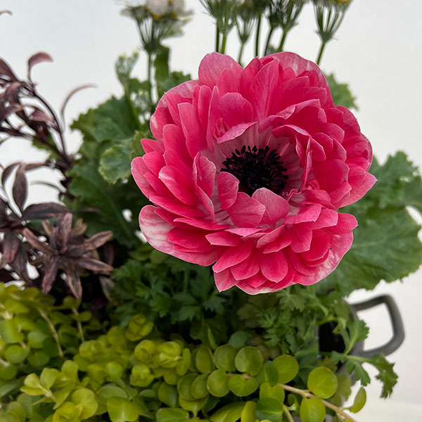 ミニ寄せ植え花苗セット（3月）：プリムラ マラコイデス・アネモネ・金魚草・リシマキア