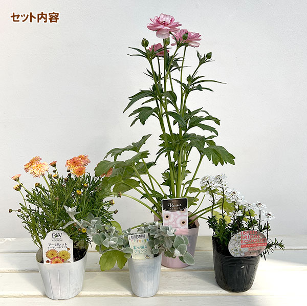 ミニ寄せ植え花苗セット（3月）：ラナンキュラス ラックス・マーガレット・ヘリクリサム・イベリス