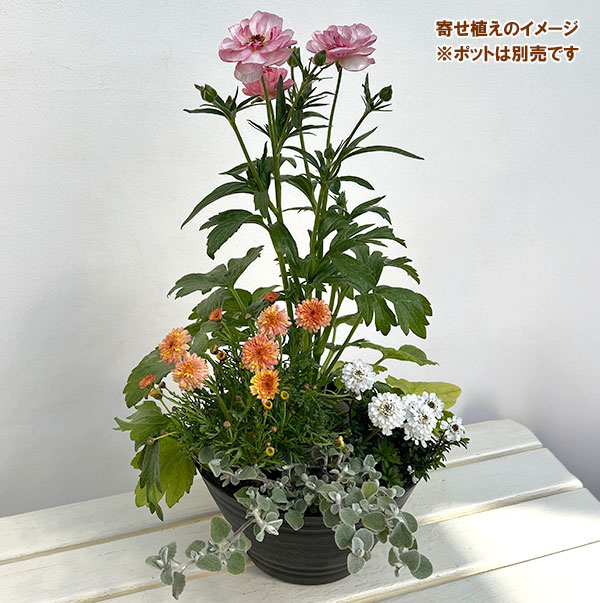 ミニ寄せ植え花苗セット（3月）：ラナンキュラス ラックス・マーガレット・ヘリクリサム・イベリス